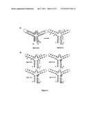 Stabilized Aptamers To Platelet Derived Growth Factor And Their Use As     Oncology Therapeutics diagram and image