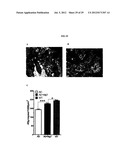 Magnesium Compositions and Uses Thereof for Neurological Disorders diagram and image