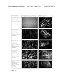 SPONTANEOUSLY CONTRACTING FISH CELL AGGREGATES, USE THEREOF AND METHOD FOR     THE PRODUCTION THEREOF diagram and image