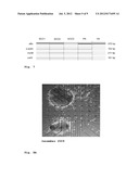 SPONTANEOUSLY CONTRACTING FISH CELL AGGREGATES, USE THEREOF AND METHOD FOR     THE PRODUCTION THEREOF diagram and image