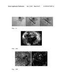 SPONTANEOUSLY CONTRACTING FISH CELL AGGREGATES, USE THEREOF AND METHOD FOR     THE PRODUCTION THEREOF diagram and image