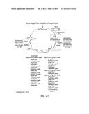 PRODUCTION OF TRIACYLGLYCERIDES, FATTY ACIDS, AND THEIR DERIVATIVES diagram and image