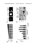 PRODUCTION OF TRIACYLGLYCERIDES, FATTY ACIDS, AND THEIR DERIVATIVES diagram and image