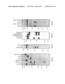 ANTIBODIES THAT SPECIFICALLY BIND HEDGEHOG-DERIVED POLYPEPTIDES diagram and image