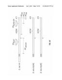 ANTIBODIES THAT SPECIFICALLY BIND HEDGEHOG-DERIVED POLYPEPTIDES diagram and image