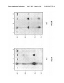 ANTIBODIES THAT SPECIFICALLY BIND HEDGEHOG-DERIVED POLYPEPTIDES diagram and image