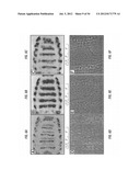 ANTIBODIES THAT SPECIFICALLY BIND HEDGEHOG-DERIVED POLYPEPTIDES diagram and image