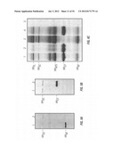 ANTIBODIES THAT SPECIFICALLY BIND HEDGEHOG-DERIVED POLYPEPTIDES diagram and image