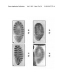 ANTIBODIES THAT SPECIFICALLY BIND HEDGEHOG-DERIVED POLYPEPTIDES diagram and image