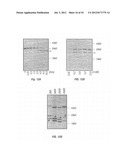 ANTIBODIES THAT SPECIFICALLY BIND HEDGEHOG-DERIVED POLYPEPTIDES diagram and image