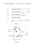 ANTIBODIES THAT SPECIFICALLY BIND HEDGEHOG-DERIVED POLYPEPTIDES diagram and image