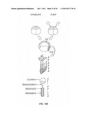 ANTIBODIES THAT SPECIFICALLY BIND HEDGEHOG-DERIVED POLYPEPTIDES diagram and image