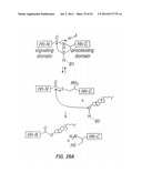 ANTIBODIES THAT SPECIFICALLY BIND HEDGEHOG-DERIVED POLYPEPTIDES diagram and image