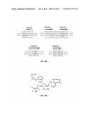 ANTIBODIES THAT SPECIFICALLY BIND HEDGEHOG-DERIVED POLYPEPTIDES diagram and image