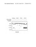 ANTIBODIES THAT SPECIFICALLY BIND HEDGEHOG-DERIVED POLYPEPTIDES diagram and image