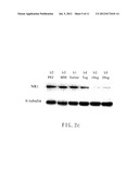 SHORT HAIRPIN RNA FOR GENE KNOCKDOWN OF NR1 SUBUNIT OF THE     N-METHYL-D-ASPARTATE RECEPTOR AND ITS APPLICATION ON PHARMACEUTICS diagram and image