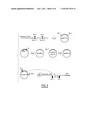 Exon Skipping Therapy for Functional Amelioration of Semifunctional     Dystrophin in Becker and Duchenne Muscular Dystrophy diagram and image