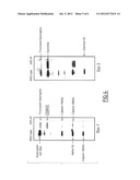 Exon Skipping Therapy for Functional Amelioration of Semifunctional     Dystrophin in Becker and Duchenne Muscular Dystrophy diagram and image