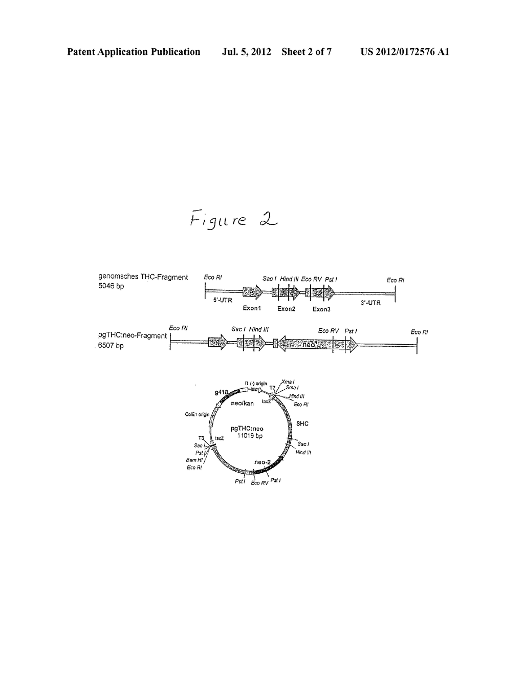 METHOD AND MARKER FOR SIMPLE TRANSFORMATION AND SELECTION OF RECOMBINANT     PROTISTS - diagram, schematic, and image 03