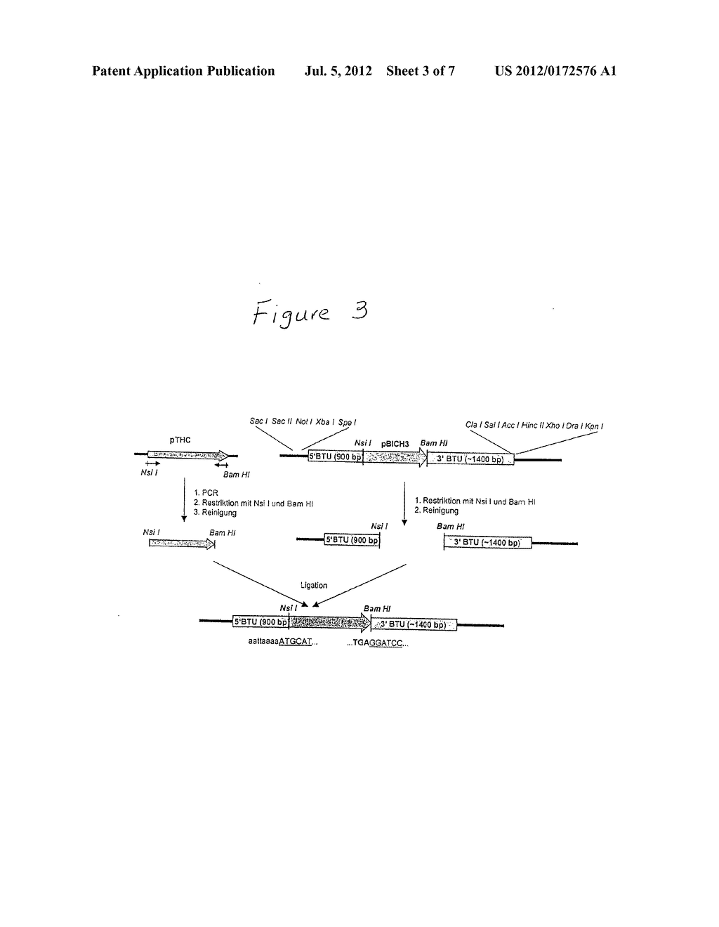 METHOD AND MARKER FOR SIMPLE TRANSFORMATION AND SELECTION OF RECOMBINANT     PROTISTS - diagram, schematic, and image 04