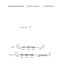 METHOD AND MARKER FOR SIMPLE TRANSFORMATION AND SELECTION OF RECOMBINANT     PROTISTS diagram and image