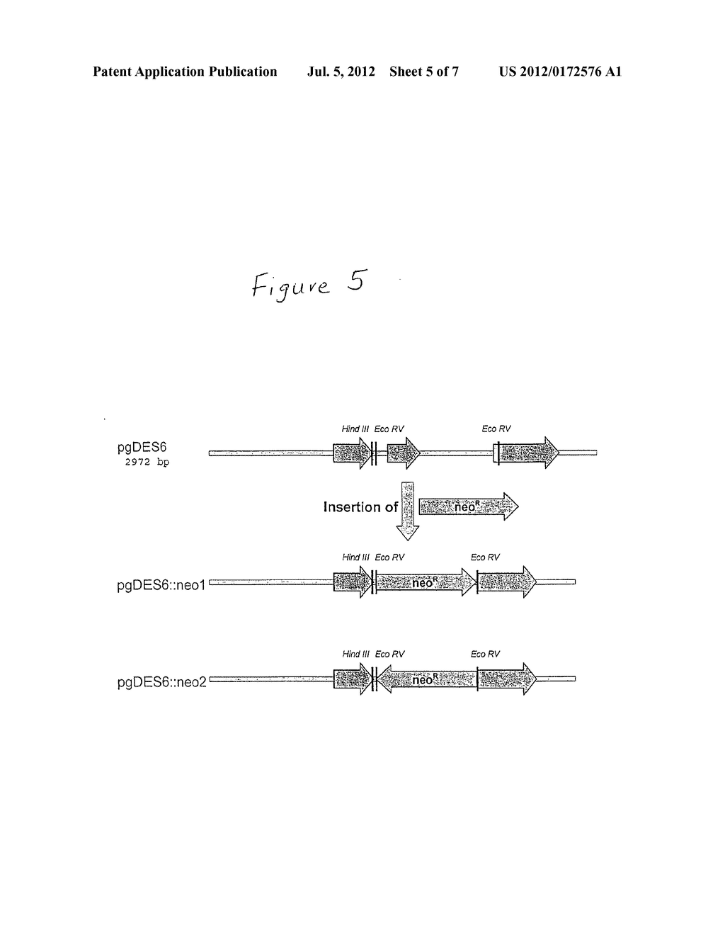 METHOD AND MARKER FOR SIMPLE TRANSFORMATION AND SELECTION OF RECOMBINANT     PROTISTS - diagram, schematic, and image 06