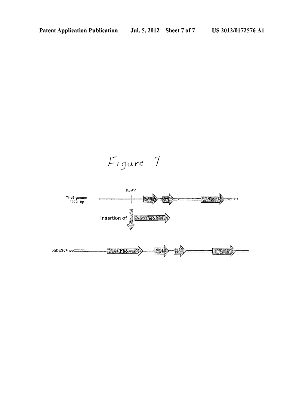 METHOD AND MARKER FOR SIMPLE TRANSFORMATION AND SELECTION OF RECOMBINANT     PROTISTS - diagram, schematic, and image 08