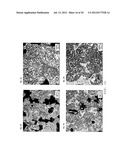 SINTERED MATERIAL, FERROUS SINTERED SLIDING MATERIAL, PRODUCING METHOD OF     THE SAME, SLIDING MEMBER, PRODUCING METHOD OF THE SAME AND COUPLING     DEVICE diagram and image