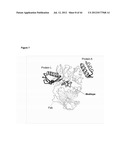 NOVEL MEDITOPES AND RELATED MEDITOPE-MONOCLONAL ANTIBODY DELIVERY SYSTEMS,     SYNTHESIS AND THERAPEUTIC USES THEREOF diagram and image