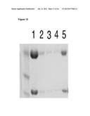 NOVEL MEDITOPES AND RELATED MEDITOPE-MONOCLONAL ANTIBODY DELIVERY SYSTEMS,     SYNTHESIS AND THERAPEUTIC USES THEREOF diagram and image