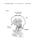 NOVEL MEDITOPES AND RELATED MEDITOPE-MONOCLONAL ANTIBODY DELIVERY SYSTEMS,     SYNTHESIS AND THERAPEUTIC USES THEREOF diagram and image