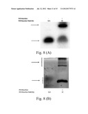 METHODS FOR CONJUGATING NUCLEIC ACIDS WITH SMALL MOLECULES diagram and image