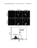 MICROVESICLES DERIVED FROM NUCLEATED, MAMMALIAN CELLS AND USE THEREOF diagram and image