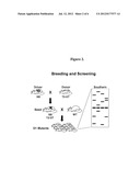 Genetically Modified Rat Models for Severe Combined Immunodeficiency     (SCID) diagram and image