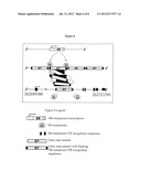 Genetically Modified Rat Models for Severe Combined Immunodeficiency     (SCID) diagram and image