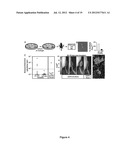 Elastic substrates and methods of use in cell manipulation and culture diagram and image