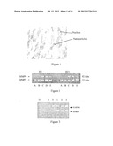 USE OF GINGIVAL FIBROBLASTS FOR VASCULAR CELL THERAPY diagram and image