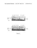 USE OF GINGIVAL FIBROBLASTS FOR VASCULAR CELL THERAPY diagram and image