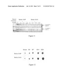 USE OF GINGIVAL FIBROBLASTS FOR VASCULAR CELL THERAPY diagram and image