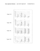 USE OF GINGIVAL FIBROBLASTS FOR VASCULAR CELL THERAPY diagram and image