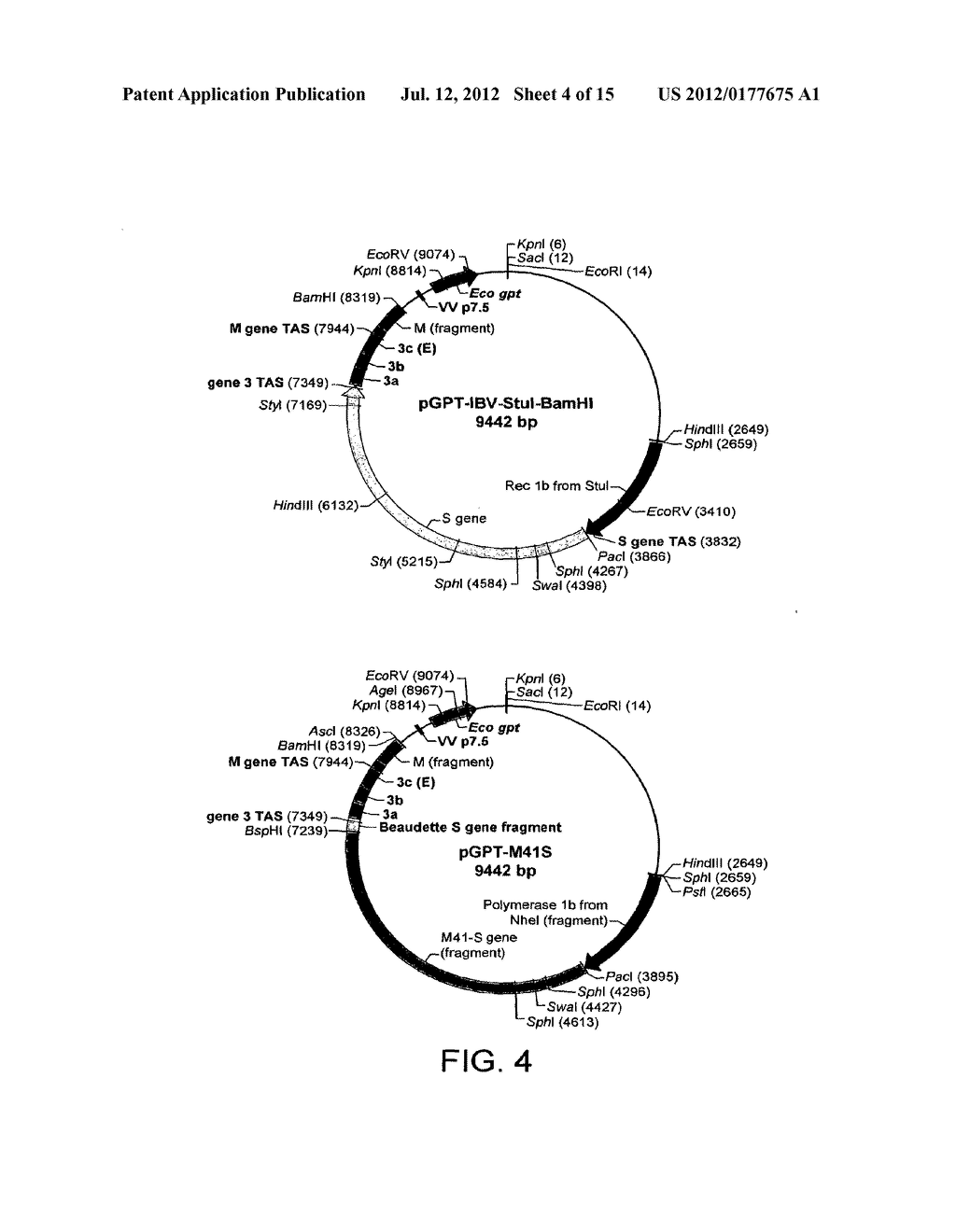 Chimaeric Protein - diagram, schematic, and image 05