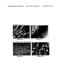 Solid Forms for Tissue Repair diagram and image