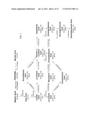 NOVEL DELTA-9 FATTY ACID ELONGASE GENES AND THEIR USE IN MAKING     POLYUNSATURATED FATTY ACIDS diagram and image