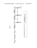 NOVEL DELTA-9 FATTY ACID ELONGASE GENES AND THEIR USE IN MAKING     POLYUNSATURATED FATTY ACIDS diagram and image