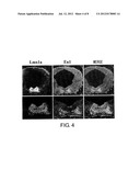 SPECIFIC MARKER Lmx1a ON DOPAMINERGIC NEURONS diagram and image