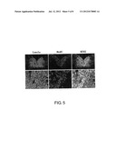 SPECIFIC MARKER Lmx1a ON DOPAMINERGIC NEURONS diagram and image