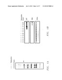 THE TUMOR SUPPRESSOR KILLIN diagram and image