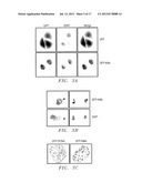 THE TUMOR SUPPRESSOR KILLIN diagram and image