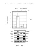 THE TUMOR SUPPRESSOR KILLIN diagram and image