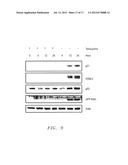 THE TUMOR SUPPRESSOR KILLIN diagram and image